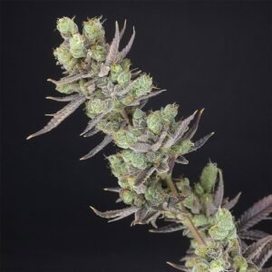 Big Banana Skunk