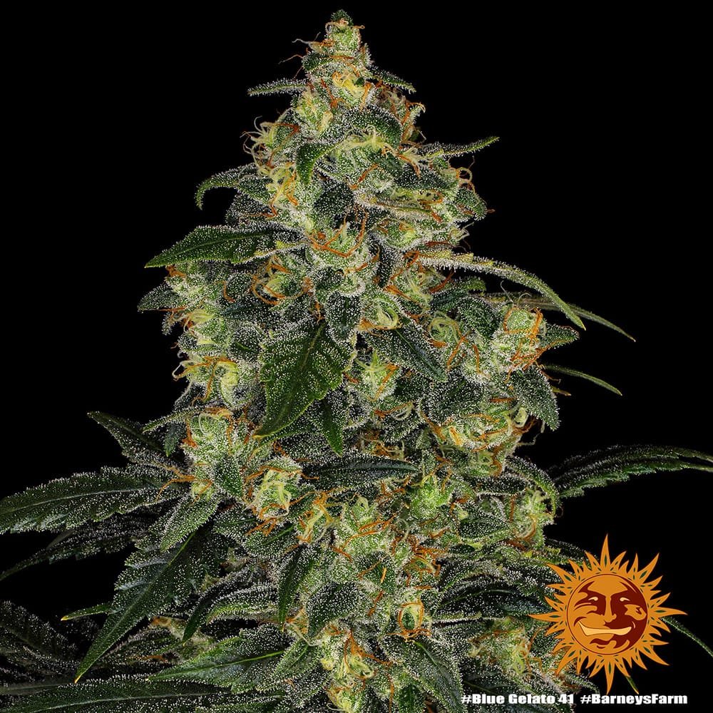 Blue Gelato 41 - Imagem 2