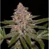 Radical Juice - Imagem 2