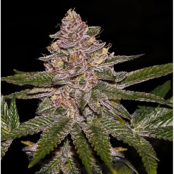 Radical Juice - Imagem 2
