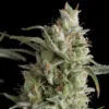 Super OG kush - Imagem 2