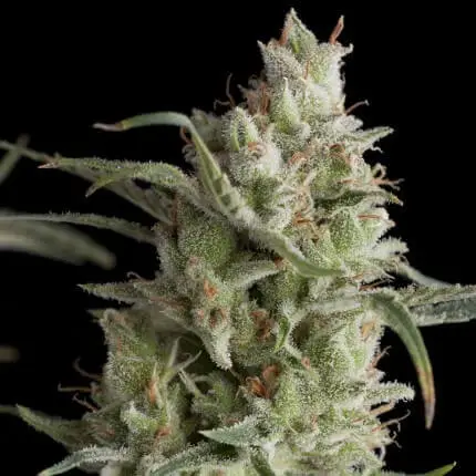 Super OG kush - Imagem 2